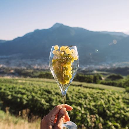 Chardonnay: oro bianco del Trentino