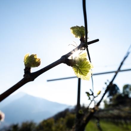 Nuove firme, un'unica identità: benvenuti in Trentodoc