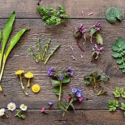 SELVATICO, la cucina wild: tra foraging e mare e selvaggina
