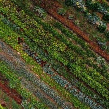 RADICI, il lusso dell’autoproduzione in cucina